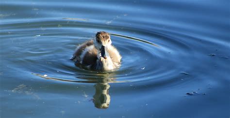 Free stock photo of baby duck, duckling, swimming duck