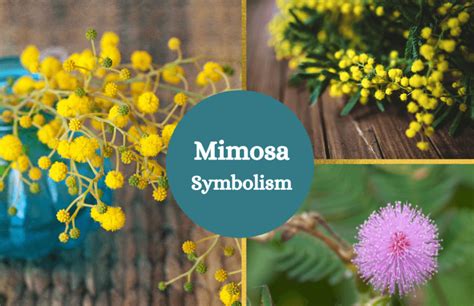 Mimosa Flower - Meaning and Symbolism - Symbol Sage