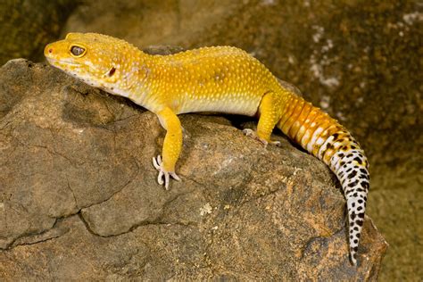 Leopard Gecko Morphs - Colors of Leopard Geckos