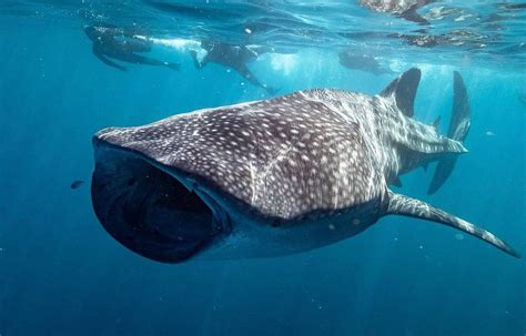 Exmouth whale shark tours | Melbourne Boutique