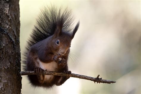 I like nuts | nuts-Nüsse-noisettes Eichhörnchen füttern, imm… | Flickr