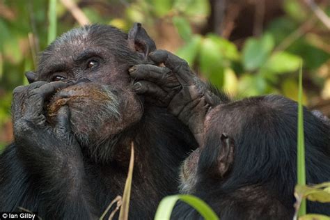 Bromance can make chimps more attractive: Apes that are friends with ...