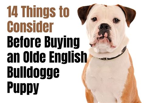 14 Things to Consider Before Buying an Olde English Bulldogge Puppy