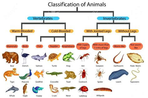 animal kingdom phylum chart - Google Search | Vertebrados e ...