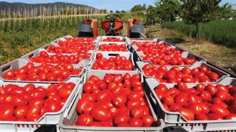 Tomato Production -Different Countries for Tomato Production