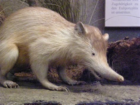 Solenodon genome reveals convergent evolution of venom in eulipotyphlan ...