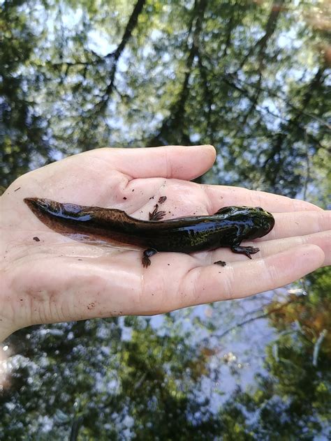 Eastern Tiger Salamander Larvae