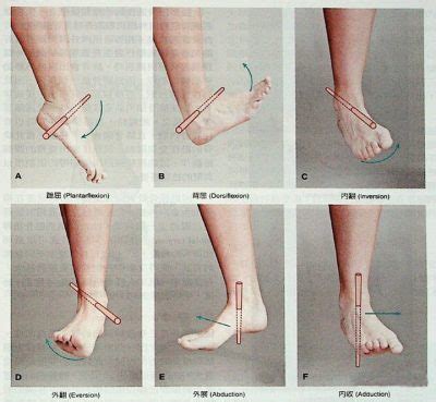 Pronation and Supination: Three-Dimensional Movement of the Foot | EVA Orthotic Insoles ...