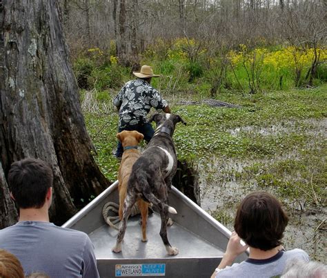 Louisiana Swamp Tours: Louisiana Wildlife Photo Safaris