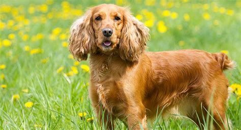 Cocker Spaniel Dog Mix - Life Span | Size | Weight | Puppy Facts - Dog ...