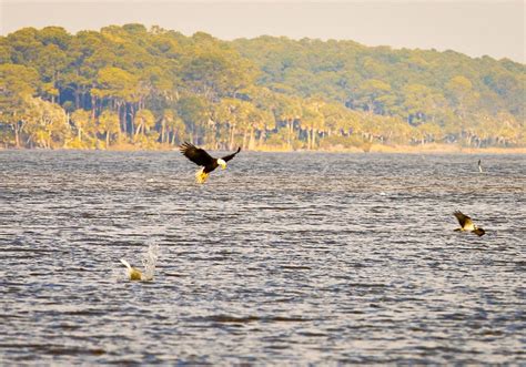 Dog Fight | Eagle and Osprey in a dog fight over a fish in l… | Flickr