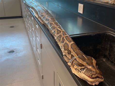 A record 19-foot-long Burmese python is caught in a Florida preserve : NPR