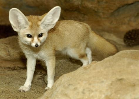 Fennec Fox - Fox Photo (24576548) - Fanpop