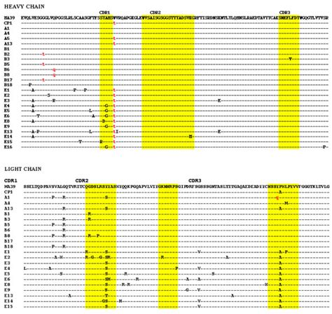 Identified scFv antibody sequences. Peptide sequences are reported in... | Download Scientific ...