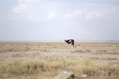 Premium Photo | Running ostrich bird in a field with neck low on the ground