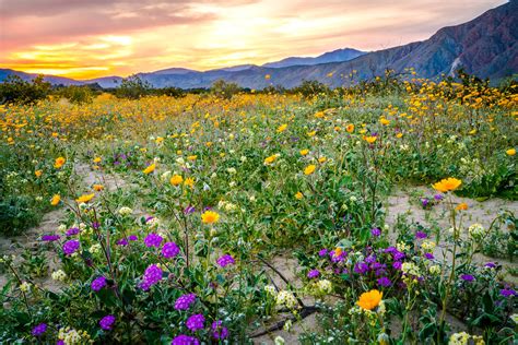 Anza Borrego Desert Spring Wildflowers Fine Art Photograph… | Flickr