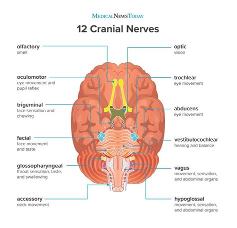 What are the 12 cranial nerves? Functions and diagram