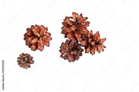 The fir cones isolated on a white background Stock Photo | Adobe Stock