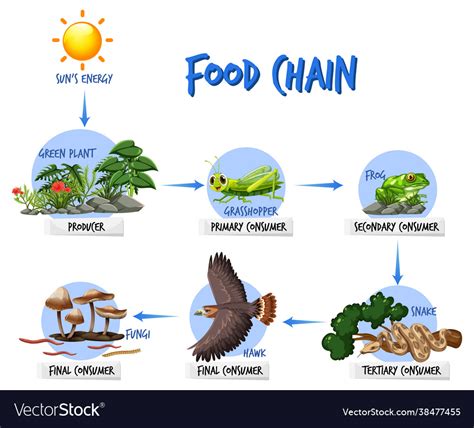 Food chain diagram concept Royalty Free Vector Image