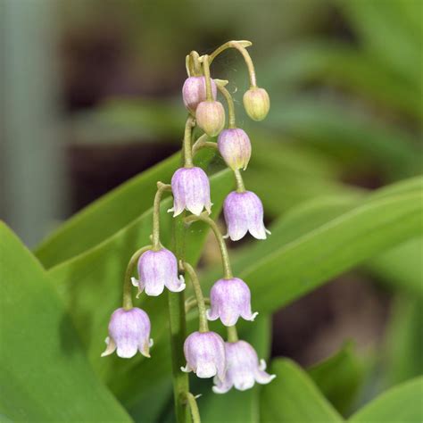 Lily of the Valley Flowering Size Pips for Sale Online | Pink – Easy To ...