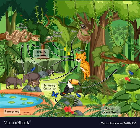 Diagram showing food web in rainforest Royalty Free Vector