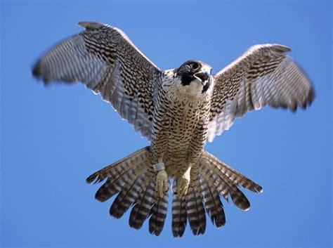 Peregrine Falcon: Species & Overview | SchoolWorkHelper