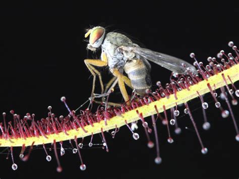 Carnivorous plant adaptations | Botanic Gardens of Sydney