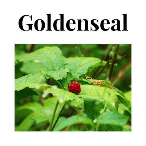 Goldenseal : Overview, Uses, Side Effects, Precautions - illness.com