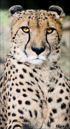 Albino Cheetah | Big cats art, Animal photography, Cheetah