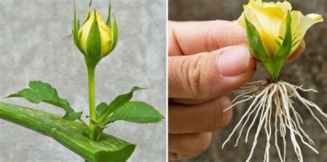 How to propagate roses with a glass of water: they will bloom in a few days – The HomeGrown Guide