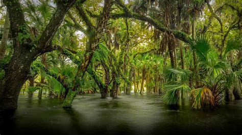 Myakka River State Park - backiee