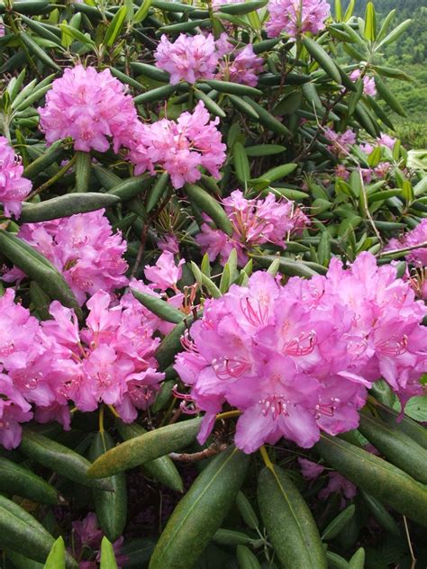 Pin by Jim Romines on Appalachian Mountain native blooms and wild ...