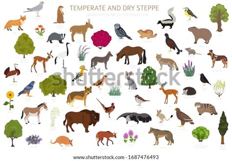 Temperate Dry Steppe Biome Natural Region Stock Vector (Royalty Free) 1687476493 | Shutterstock