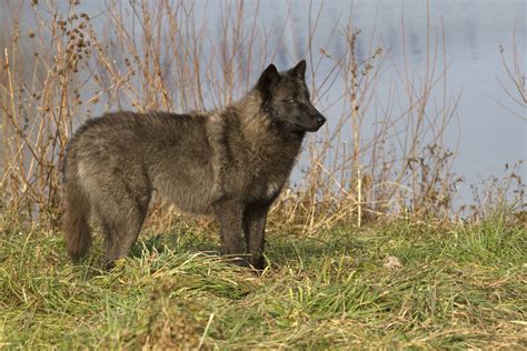 a gray wolf standing on top of a grass covered field next to water and dry brush