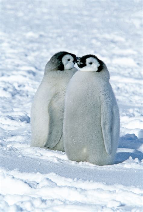 Emperor Penguin (Aptenodytes forsteri)