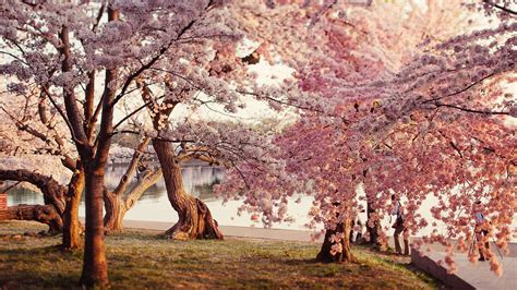 Japanese Cherry Blossom Tree Anime Download 3840x2160 Sakura Blossom ...