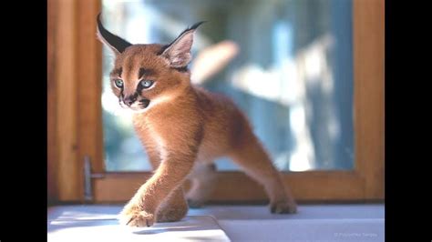 Cutest Baby Caracal Compilation! - YouTube