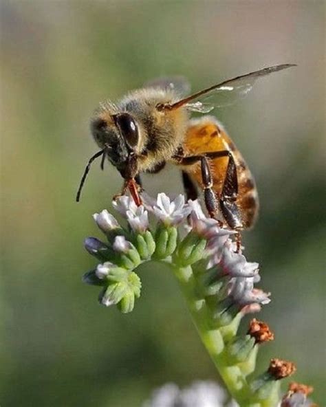 Do Bumble Bees Sting? Find Out! | Balcony Garden Web