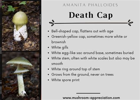 The Death Cap and Other Poisonous Amanita Mushrooms - Mushroom Appreciation