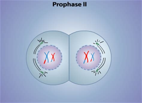 Prophase II