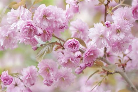 Japanese Flowering Cherry Plant: Care and Growing Guide