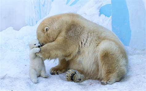 #762911 Bears, Polar bears, Grass - Rare Gallery HD Wallpapers