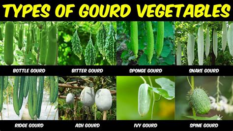 Sponge Gourd Meaning In Marathi