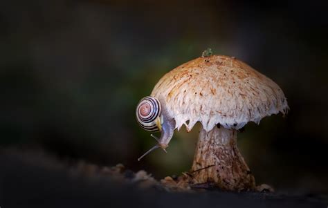 Mushroom HD Snail Photography Wallpaper, HD Nature 4K Wallpapers, Images and Background ...