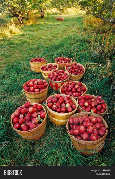 Apple Orchard Harvest Image & Photo (Free Trial) | Bigstock