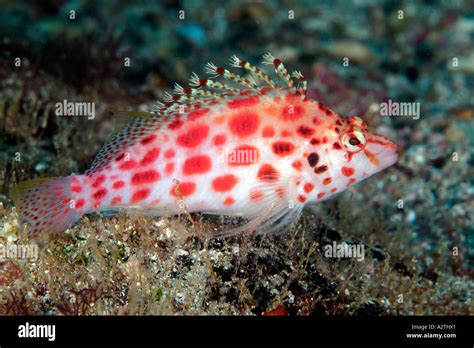 Coral hawkfish in the Galapagos island Stock Photo - Alamy