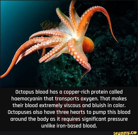 Octopus blood has a copper-rich protein called haemocyanin that ...