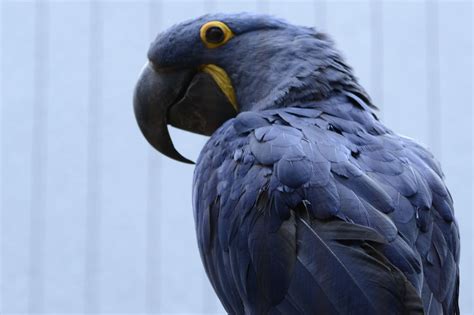 Free photo: Blue Parrot - Beak, Bird, Blue - Free Download - Jooinn