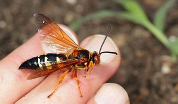 The buzz on cicada killers - Pest Control Solutions of Louisiana