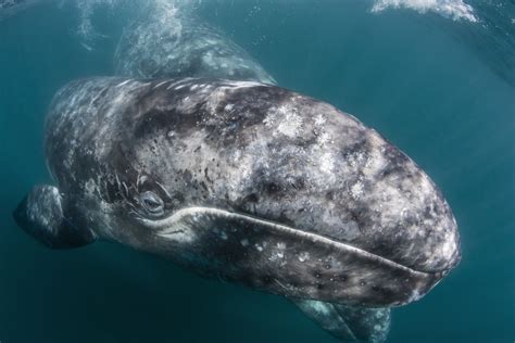 Baleen whales in their habitat: look at the giants of the ocean soar